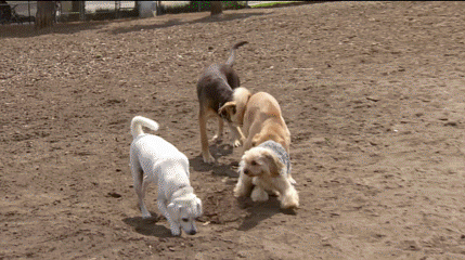 44729-69133-caplan-catherine-nov-9-2016-749-pm-9-county-park